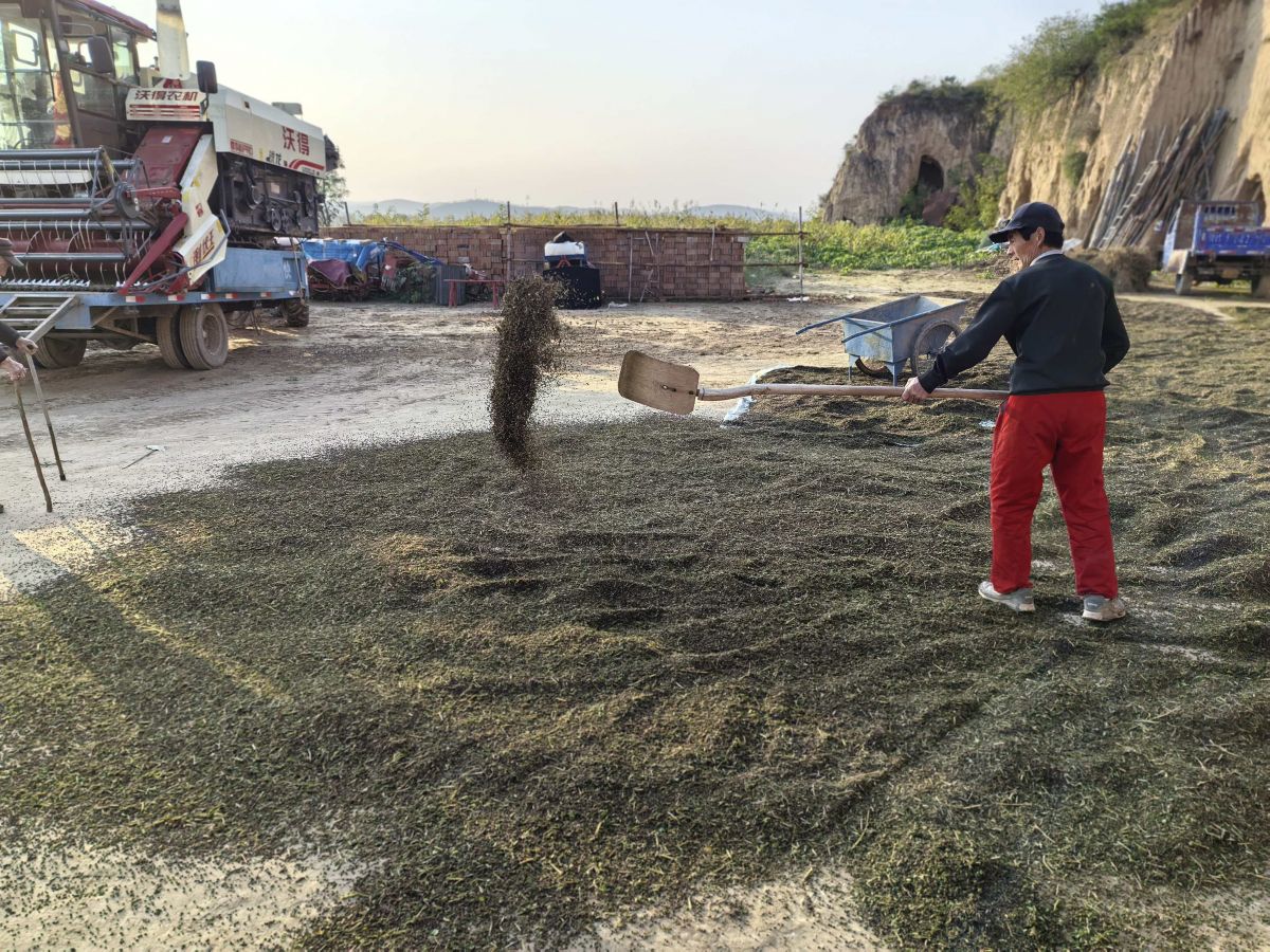 蔡口集乡韩金祥100亩苦荞喜获丰收