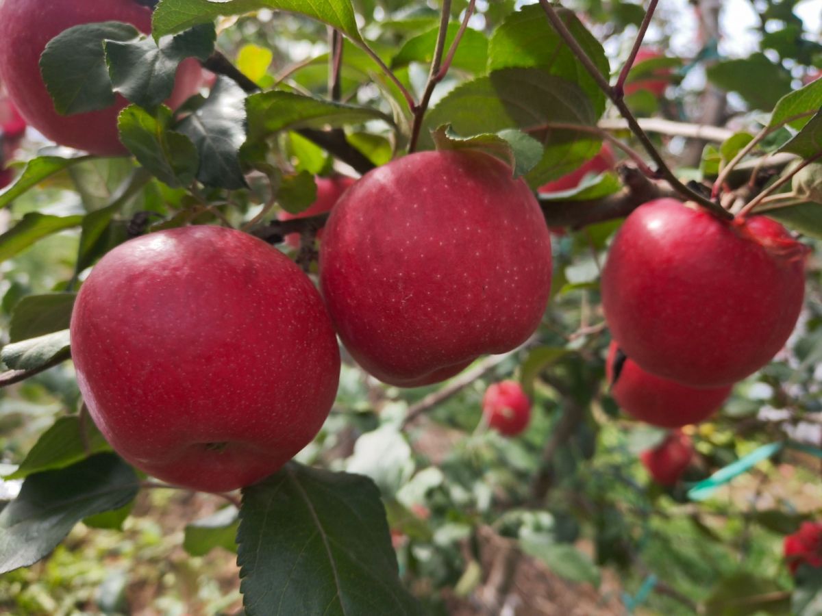 微信图片_20251106095727