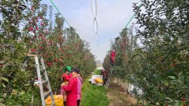 宁县惠泽塬生态农业：苹果产业“链”出乡村振兴新图景