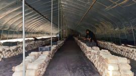 米桥镇：蘑菇丰收产销旺 循环农业促振兴