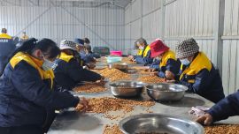 宁县：“苦药材”炼成“甜产业”