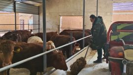 宁县草畜产业“牛”劲十足 农民增收“畜”势勃发