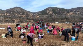 宁县春荣镇：“金疙瘩”破土而出 小洋姜铺就乡村振兴致富路