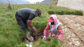 “绿”中生“金”：宁县林管分局苗木产业焕发勃勃生机