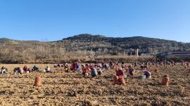 宁县春荣镇：洋姜喜丰收 致富好“姜”来