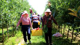 天津河东区“四链融合”带动甘肃宁县果业升级