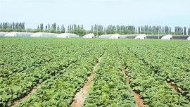 碳標(biāo)簽賦能農(nóng)業(yè)綠色轉(zhuǎn)型 ——張掖市積極構(gòu)建低碳優(yōu)質(zhì)農(nóng)產(chǎn)品矩陣