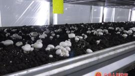 寧縣：循環(huán)農(nóng)業(yè)繪就鄉(xiāng)村振興新畫卷