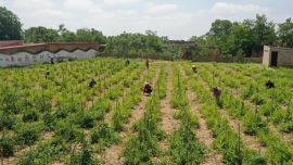 金銀花開(kāi)黃土塬　津甘共譜振興曲