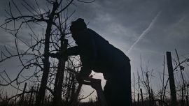 冬管正当时 蓄力待丰年 ——宁县果园冬季管护工作扎实推进