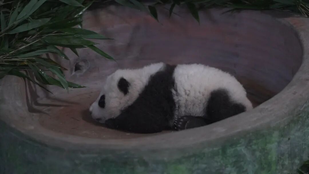 大熊猫幼崽&ldquo;曼兰仔&rdquo;