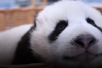 大熊猫幼崽&ldquo;曼兰仔&rdquo;