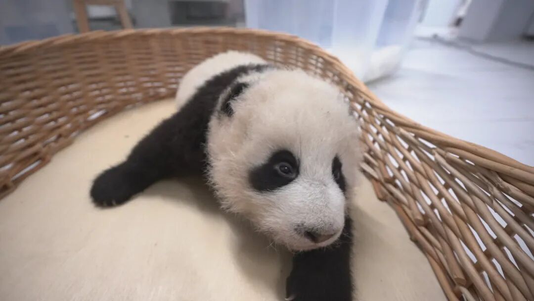 大熊猫幼崽&ldquo;曼兰仔&rdquo;