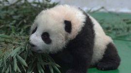 甘肃省首只人工繁育大熊猫幼崽“曼兰仔”满百天了！