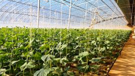 寧縣：大棚蔬菜綠意濃 產(chǎn)銷兩旺促增收