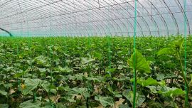 設(shè)施提檔 特色增效 寧縣瓜菜產(chǎn)業(yè)“雙輪驅(qū)動(dòng)”促振興