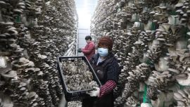 寧縣：冬日采菇忙