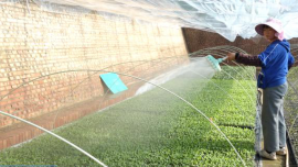 合水：雪映大棚育苗忙