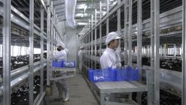 寧縣：菌棒 “生金” 秸稈 “變寶”