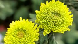 魏建春：過年歌