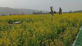 魏建春：海南游記