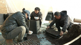 【鄉(xiāng)村行 看振興】合水縣吉峴鎮(zhèn)：溫室大棚育苗忙 產業(yè)興旺促振興