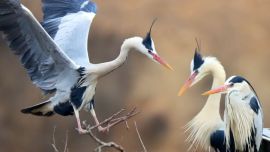 【圖片新聞】春歸合水 蒼鷺翩至——合水縣太白鎮(zhèn)迎來蒼鷺歸巢盛景