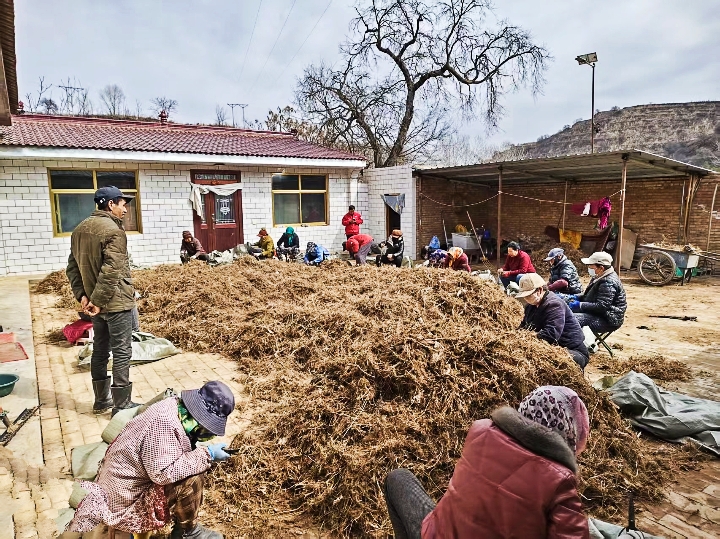 庆城:店户村王家平播种20亩黑柴胡喜获丰收