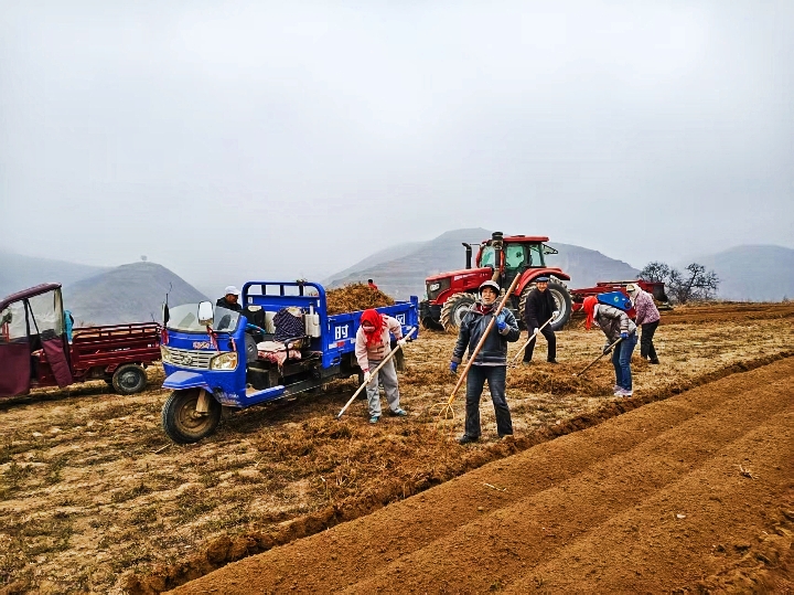 庆城:店户村王家平播种20亩黑柴胡喜获丰收