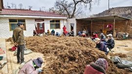 庆城:店户村王家平播种20亩黑柴胡喜获丰收