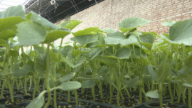 【春耕備耕忙 播種新希望】合水縣吉峴鎮(zhèn)：搶抓農(nóng)時(shí)備春耕 奮力沖刺“開門紅”