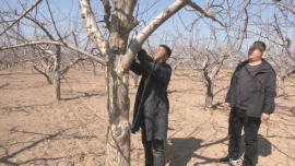 【春耕備耕忙 播種新希望】合水縣何家畔鎮(zhèn)：按下春耕“快進鍵” 打好全年農(nóng)業(yè)生產(chǎn)“第一仗”