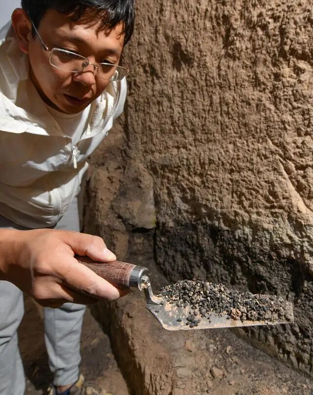 來自甘肅省文物考古研究所的考古隊員在南佐遺址核心區(qū)大型宮殿建筑發(fā)掘現(xiàn)場展示炭化水稻遺存（2022年8月23日攝）。新華社記者 李賀 攝