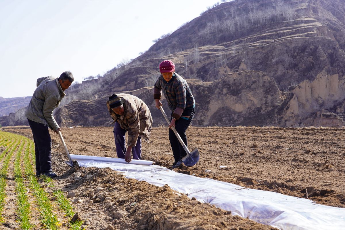 環(huán)縣頂凌覆膜工作見聞