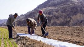 旱塬春早——環(huán)縣頂凌覆膜工作見聞
