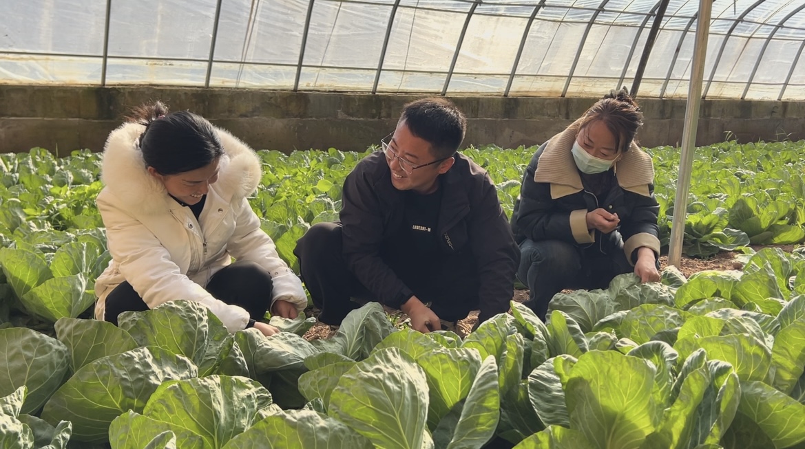 【春启陇东 耕绘新篇】庆城：大棚经济&ldquo;春意浓&rdquo; 设施农业铺就增收路