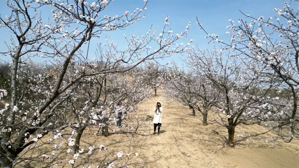 把庆阳的春天玩出 &ldquo;花&rdquo; 样