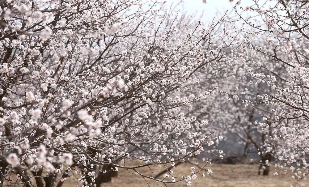 把庆阳的春天玩出 &ldquo;花&rdquo; 样