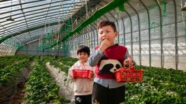 環(huán)縣：智能大棚春意濃 采摘經(jīng)濟(jì)促振興