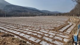 搶抓農時忙春耕 夯實基礎促豐收——金村鄉(xiāng)扎實推進春耕生產(chǎn)工作