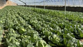 ?【春啟隴東 耕繪新篇】慶城：大棚經(jīng)濟“春意濃” 設施農業(yè)鋪就增收路