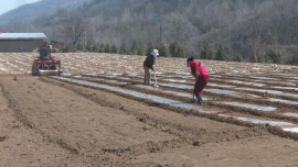 【春耕備耕忙 播種新希望】合水縣蒿咀鋪鄉(xiāng)：搶抓農時忙春耕 頂凌覆膜保豐收