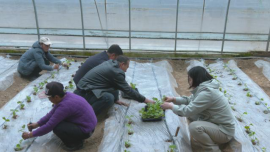 合水：引進(jìn)10個板橋白黃瓜新品種試種 為鄉(xiāng)村振興添“種”力