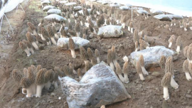 合水縣固城鎮(zhèn)：食用菌產(chǎn)業(yè)奏響春日“豐收曲”