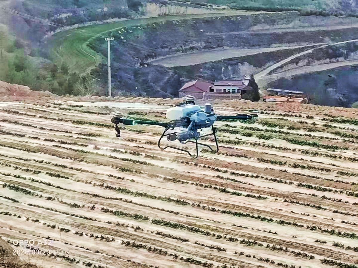 庆城：油菜无人机飞防 助力油菜稳产增收