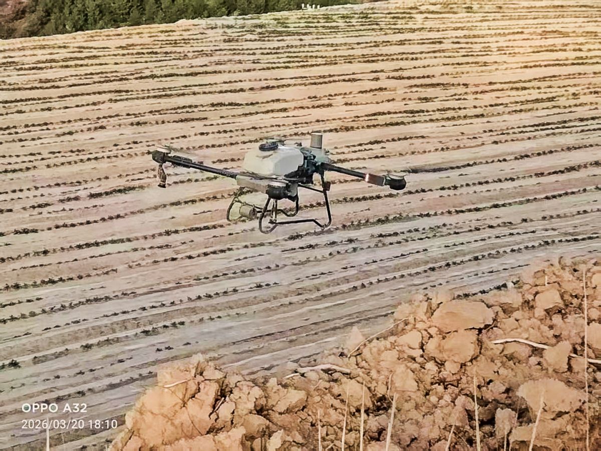 庆城：油菜无人机飞防 助力油菜稳产增收