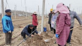 寧縣：依托彩票公益金 繪就蘋果產(chǎn)業(yè)新“豐”景