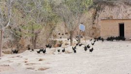 盤克鎮(zhèn)：林下“掘金”繪就生態(tài)致富路