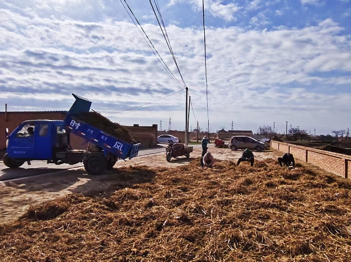 庆城:小小中药材撑起乡村大产业