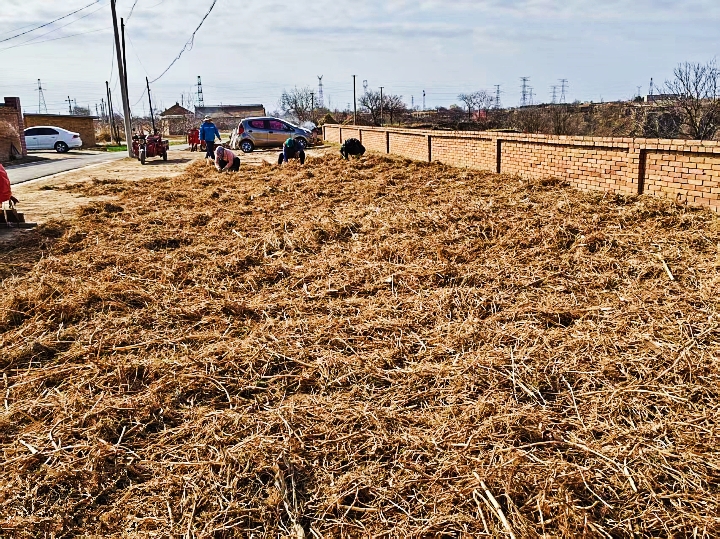 庆城:小小中药材撑起乡村大产业